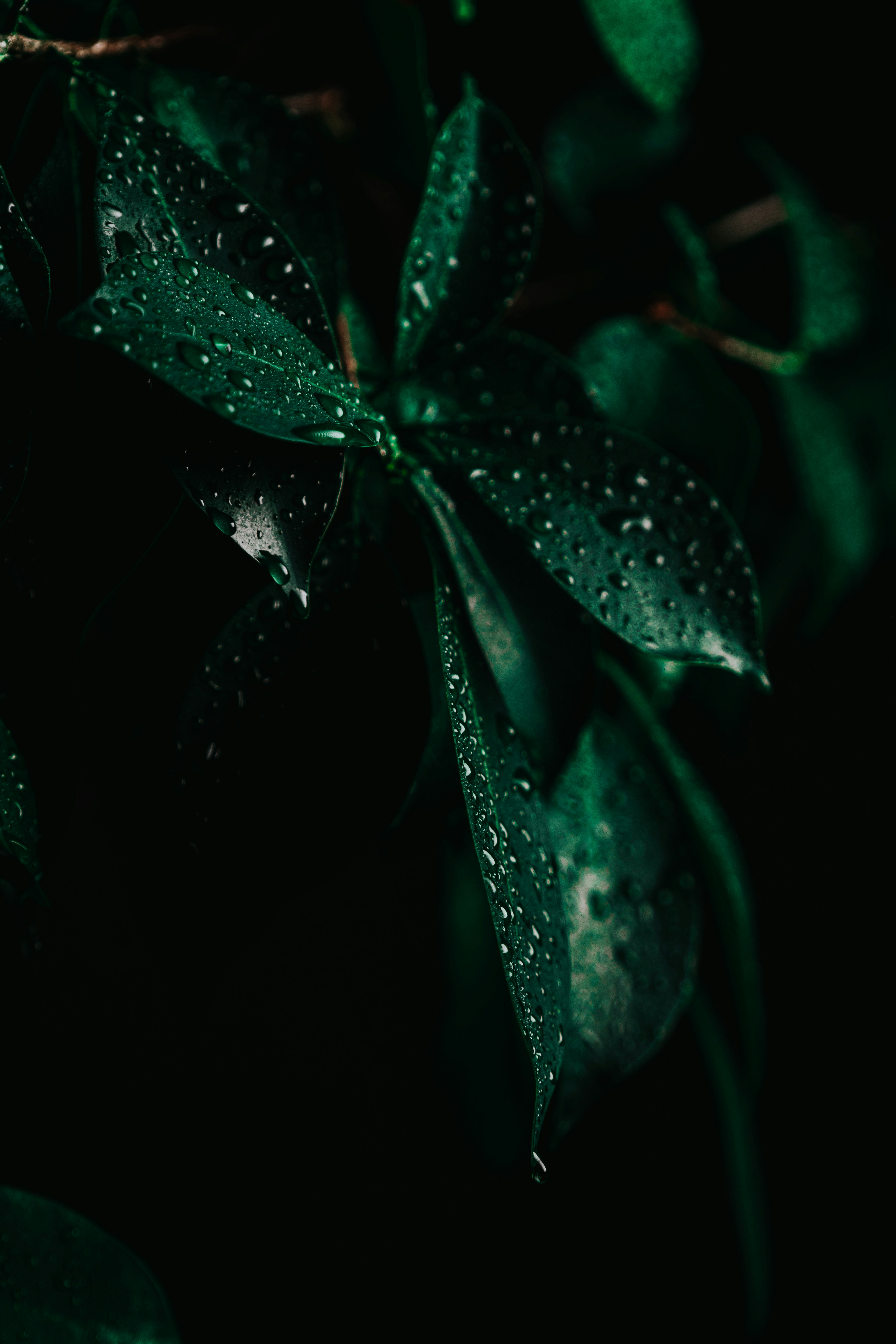 green leaf plant with water droplets